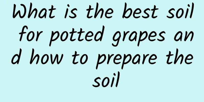 What is the best soil for potted grapes and how to prepare the soil