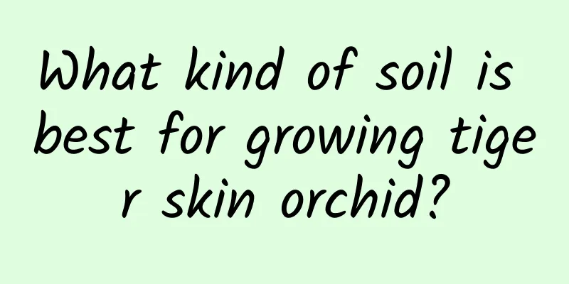 What kind of soil is best for growing tiger skin orchid?