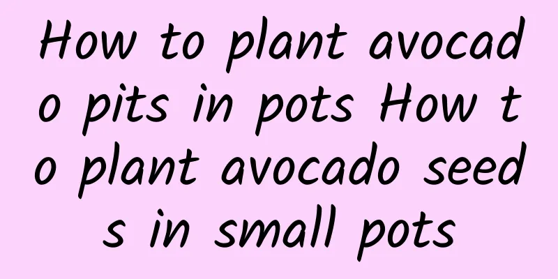 How to plant avocado pits in pots How to plant avocado seeds in small pots