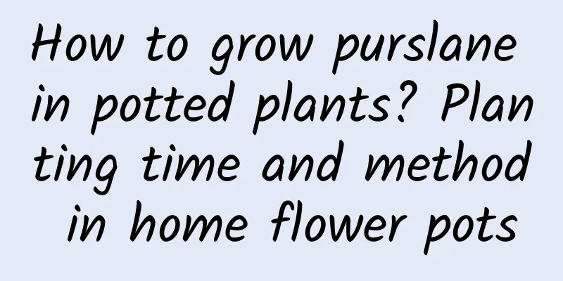 How to grow purslane in potted plants? Planting time and method in home flower pots