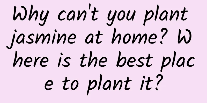 Why can't you plant jasmine at home? Where is the best place to plant it?
