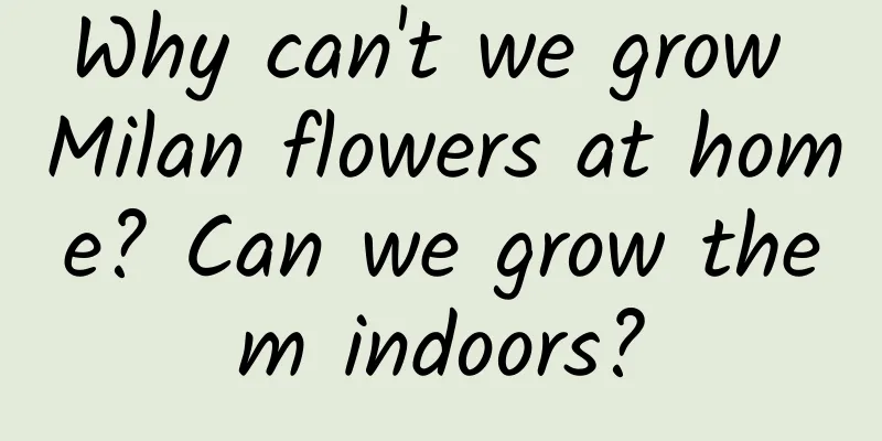 Why can't we grow Milan flowers at home? Can we grow them indoors?
