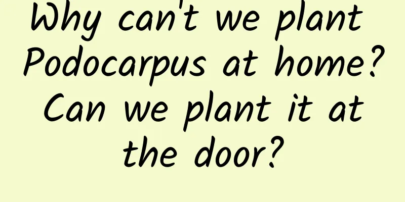 Why can't we plant Podocarpus at home? Can we plant it at the door?