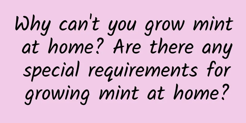 Why can't you grow mint at home? Are there any special requirements for growing mint at home?