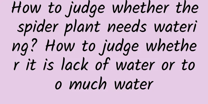 How to judge whether the spider plant needs watering? How to judge whether it is lack of water or too much water