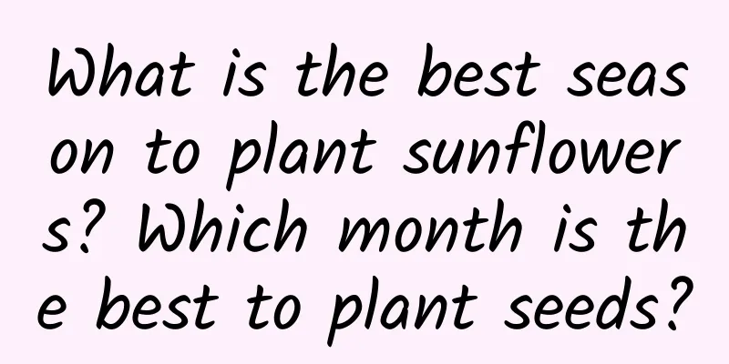 What is the best season to plant sunflowers? Which month is the best to plant seeds?
