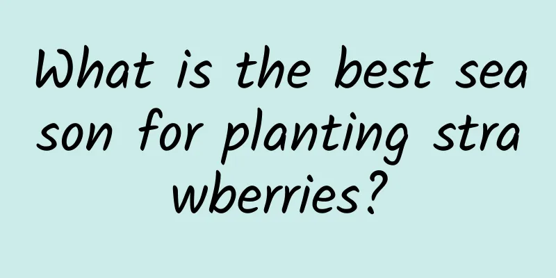 What is the best season for planting strawberries?