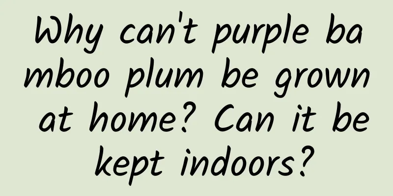 Why can't purple bamboo plum be grown at home? Can it be kept indoors?