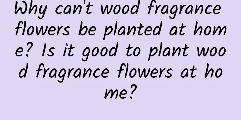 Why can't wood fragrance flowers be planted at home? Is it good to plant wood fragrance flowers at home?