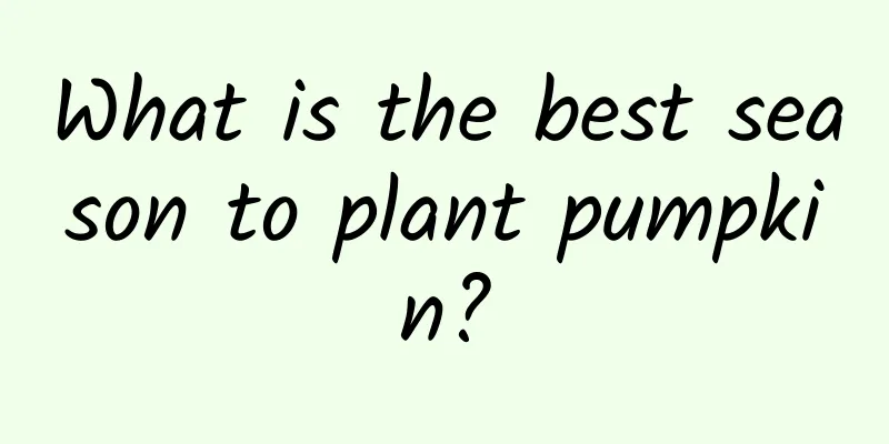 What is the best season to plant pumpkin?