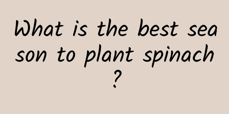 What is the best season to plant spinach?
