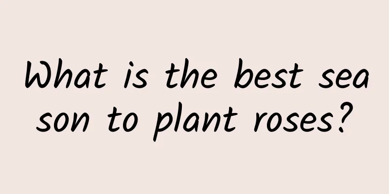 What is the best season to plant roses?