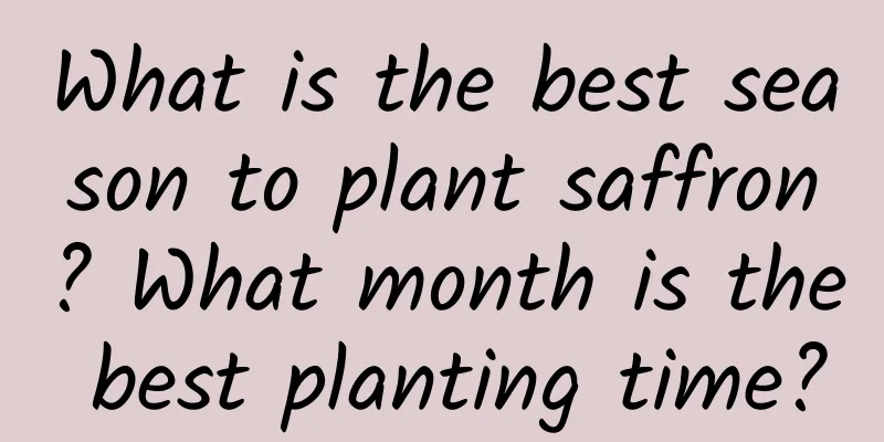 What is the best season to plant saffron? What month is the best planting time?
