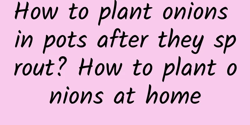 How to plant onions in pots after they sprout? How to plant onions at home