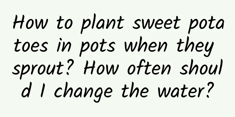 How to plant sweet potatoes in pots when they sprout? How often should I change the water?
