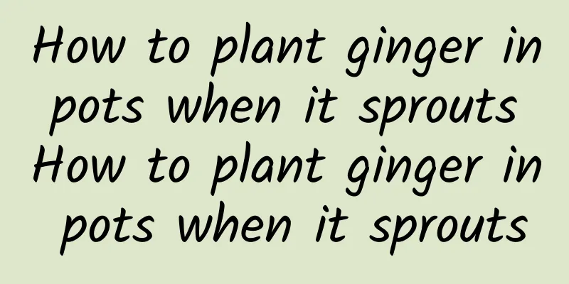 How to plant ginger in pots when it sprouts How to plant ginger in pots when it sprouts