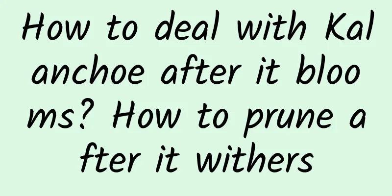 How to deal with Kalanchoe after it blooms? How to prune after it withers