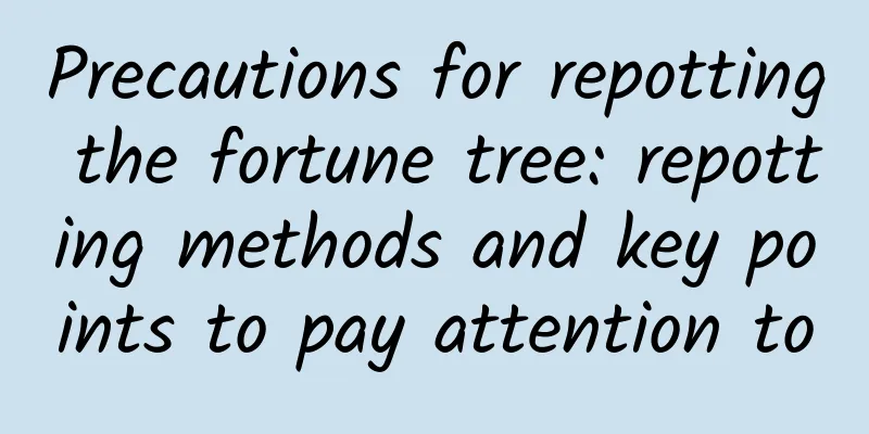 Precautions for repotting the fortune tree: repotting methods and key points to pay attention to