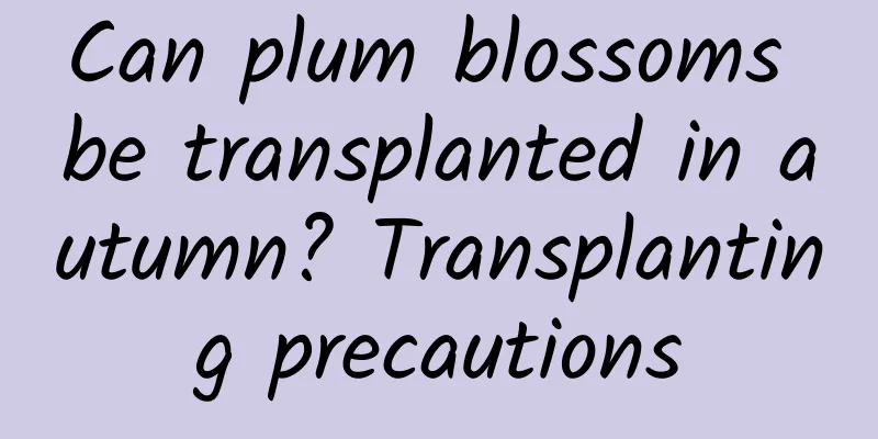 Can plum blossoms be transplanted in autumn? Transplanting precautions