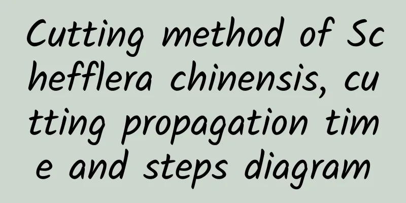 Cutting method of Schefflera chinensis, cutting propagation time and steps diagram
