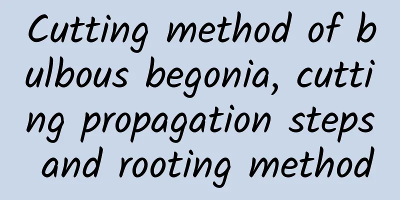 Cutting method of bulbous begonia, cutting propagation steps and rooting method