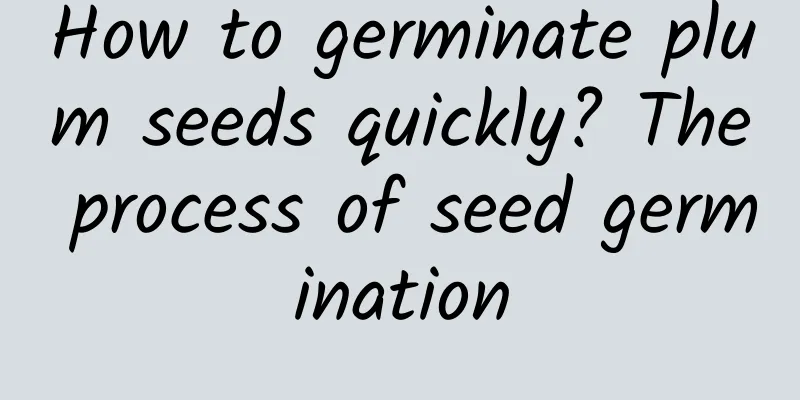 How to germinate plum seeds quickly? The process of seed germination