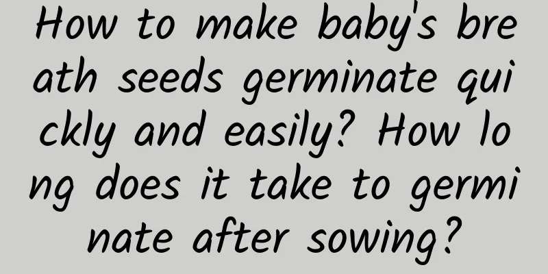 How to make baby's breath seeds germinate quickly and easily? How long does it take to germinate after sowing?