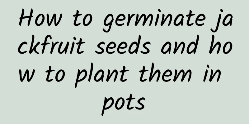 How to germinate jackfruit seeds and how to plant them in pots