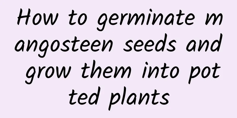 How to germinate mangosteen seeds and grow them into potted plants