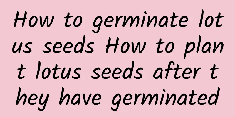 How to germinate lotus seeds How to plant lotus seeds after they have germinated