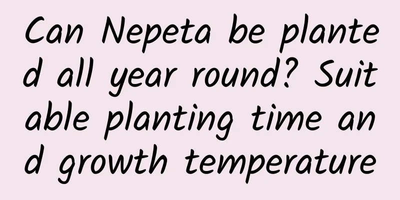 Can Nepeta be planted all year round? Suitable planting time and growth temperature