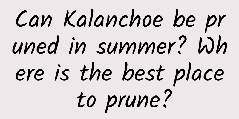 Can Kalanchoe be pruned in summer? Where is the best place to prune?