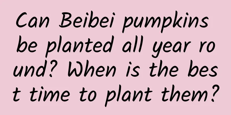 Can Beibei pumpkins be planted all year round? When is the best time to plant them?