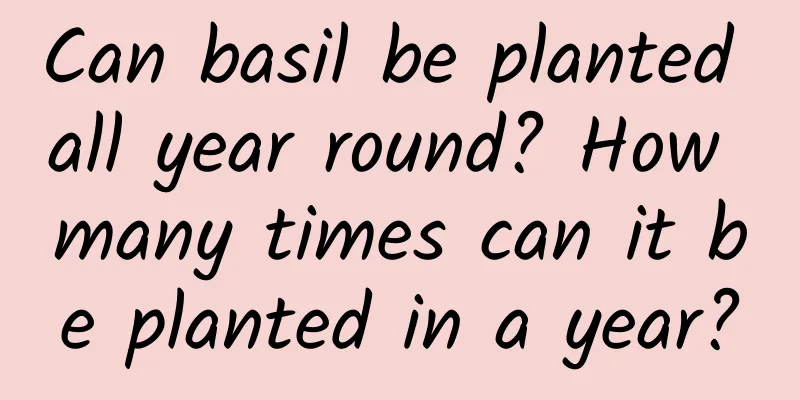 Can basil be planted all year round? How many times can it be planted in a year?