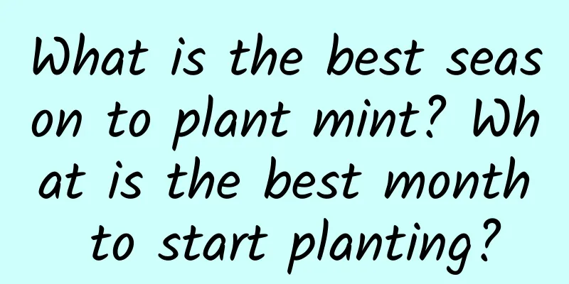 What is the best season to plant mint? What is the best month to start planting?
