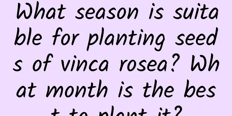 What season is suitable for planting seeds of vinca rosea? What month is the best to plant it?