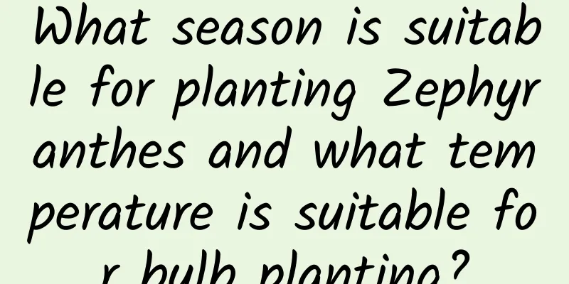 What season is suitable for planting Zephyranthes and what temperature is suitable for bulb planting?