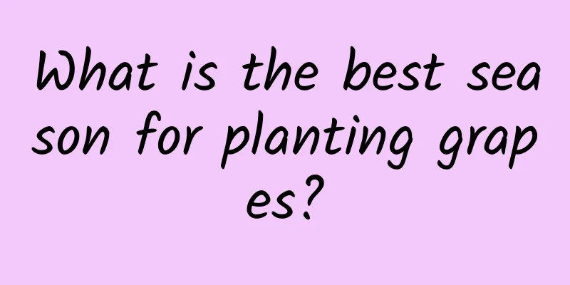 What is the best season for planting grapes?