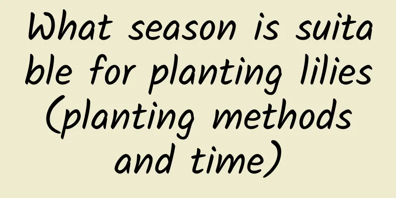What season is suitable for planting lilies (planting methods and time)