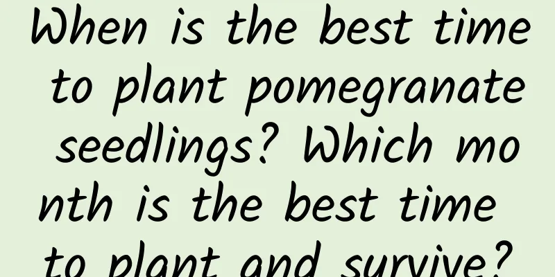 When is the best time to plant pomegranate seedlings? Which month is the best time to plant and survive?