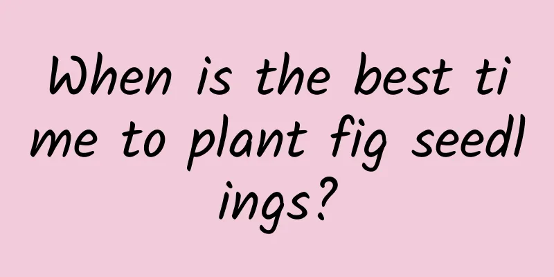 When is the best time to plant fig seedlings?