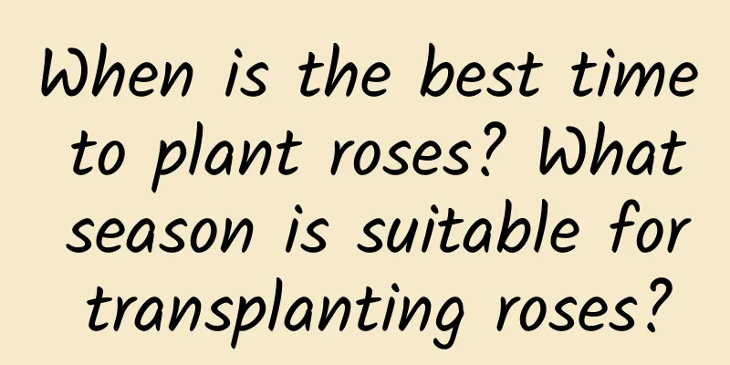 When is the best time to plant roses? What season is suitable for transplanting roses?