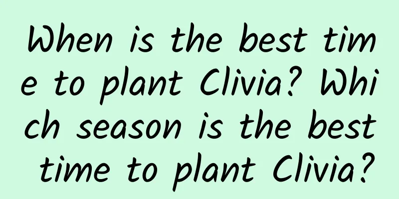 When is the best time to plant Clivia? Which season is the best time to plant Clivia?