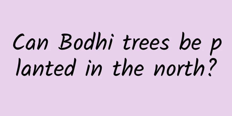 Can Bodhi trees be planted in the north?