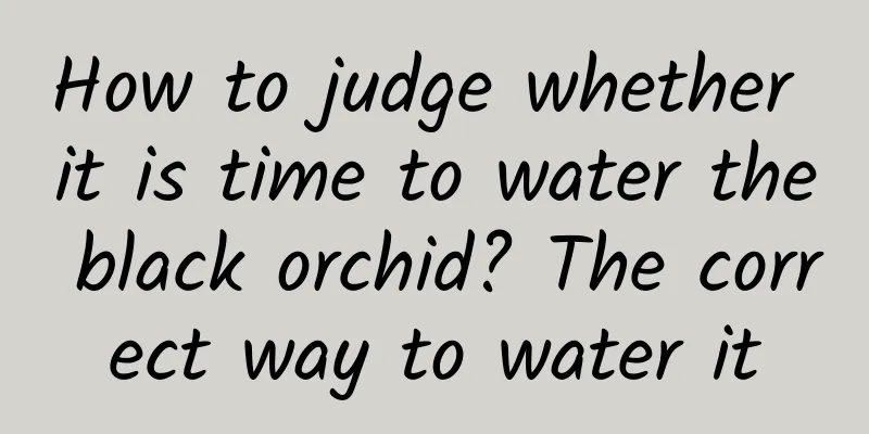 How to judge whether it is time to water the black orchid? The correct way to water it