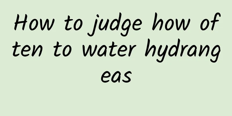 How to judge how often to water hydrangeas
