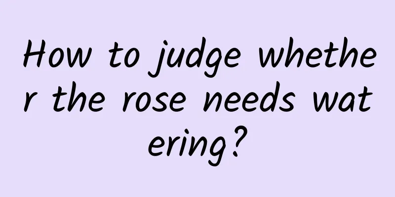How to judge whether the rose needs watering?