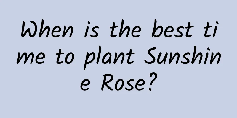 When is the best time to plant Sunshine Rose?