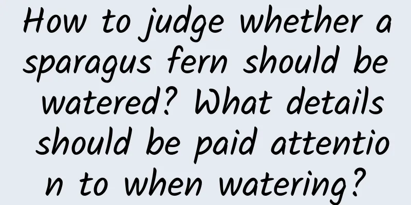 How to judge whether asparagus fern should be watered? What details should be paid attention to when watering?