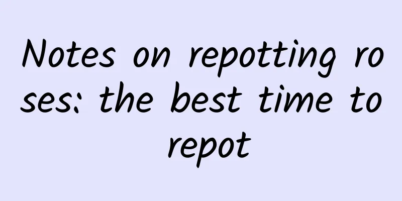 Notes on repotting roses: the best time to repot